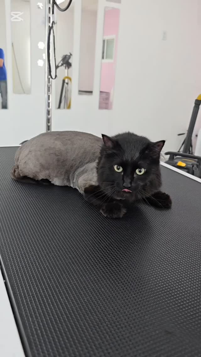 Lion trim CAT 😎😻#tsawwassen #petgroomingvancouver #tsawwassensprings #tsawwassenmills #tsawwassenbc #tsawwassenisawesome #tsawwassenrealestate #ladner #ladnervillage #petgroomingvancouver #doggroomer #groomingvancouver #ladnerbusiness #ladnervillage #tsawwassentowncentremall #tsawwassenyoga #catggrooming #ladnercatgrooming #tsawwassencatering