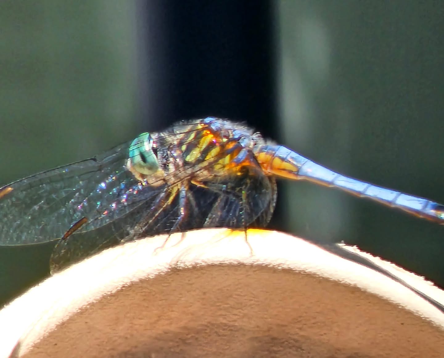 A dragonfly ๐ landed on my foot today.
Random? Maybe. But Iโve been in the middle of some serious change โ job searching, life shifting, trying to stay grounded (literally and figuratively).
Then I read this:
"Dragonflies can symbolize maturity, growth, breaking past illusions, and embracing change. They're a sign of hope, new beginnings, and love."
Felt weirdly on point.
Not saying it was a cosmic message from the universeโฆ
But if it was? Thanks for the pep talk, little guy. ๐๐ฆถ
Change is happening. Iโm in it. Just trying to keep my head up and my feet dragonfly-approved.
#InTheMiddleOfIt #DragonflyVibes #ChangeIsComing #LifeShift #JobHuntMode #SignsIfYoureLooking #LetItLand