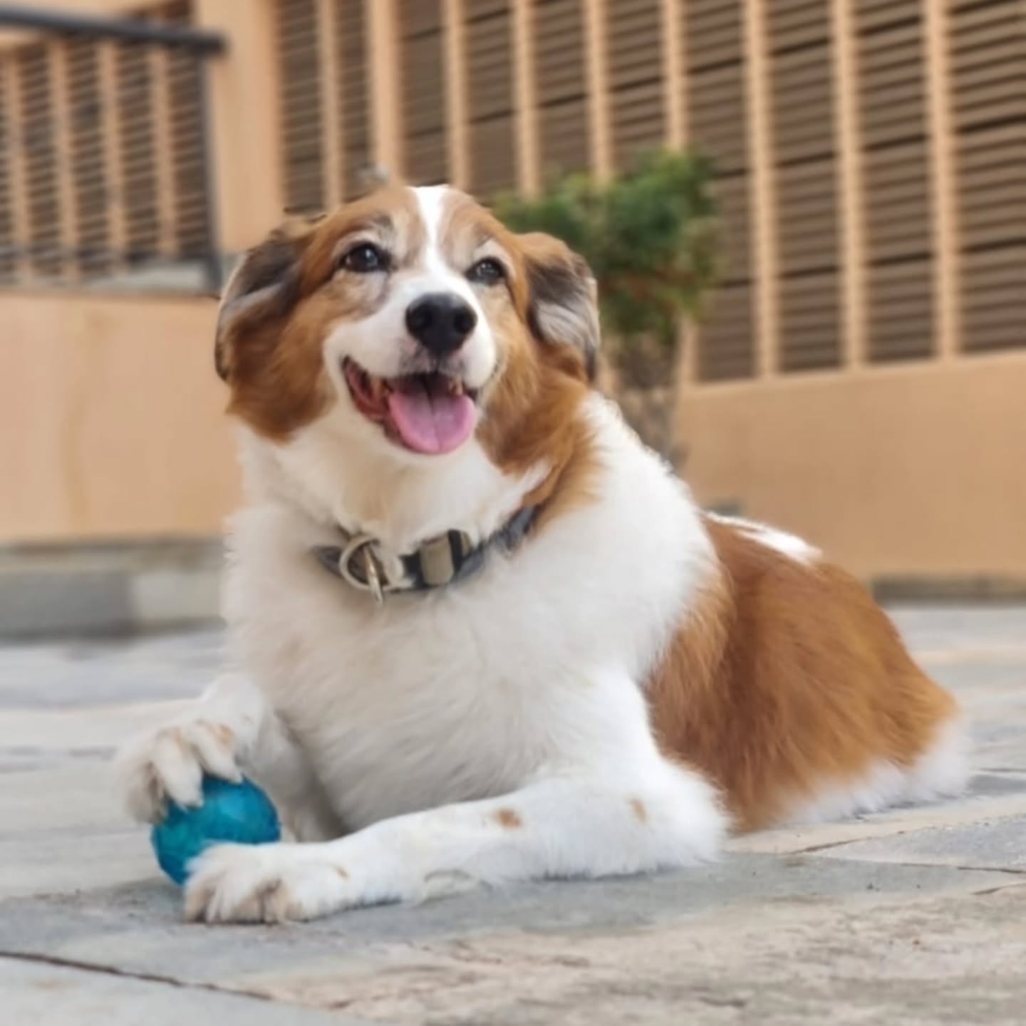 Minha pequena Margaux, minha casca de bala, descanse em Paz 🙏🏻 e brinque muito nos campos verdes com seu irmão maior, Malbec.❤️
Hoje meu coração está triste pela sua partida, ainda com dificuldade de acreditar que você se foi, de repente. Outro dia estava brincando, correndo em círculos atrás do rabo, dando lambeijos na Luna, com medo da folha que rola na rua ao vento, trazendo sua bolinha favorita para brincar, passando a sua cabeça por baixo da minha mão para ganhar carinho.
O conforto que fica é saber que você se foi sem tanto sofrimento, saber que era infinitamente amada, que tentei o máximo dar a melhor vida que você merecia.
Há 14 anos, você era uma linda bolinha de pelos que morava atrás da banca de jornal do seu Humberto nas proximidades do hospital de Pirajussara, filha da Amarela. Dentre a ninhada de 7 filhotes. Você e o Malbec nos escolheram para passar sua curta jornada ao lado, sempre foi meu sonho ser mãe de cachorros e pude realizar esse sonho com vocês 💞
Espero que nosso reencontro não demore.
Obrigada por fazer parte da minha história! A vida foi mais colorida ao seu lado. Mande um beijinho para seu irmão. São Francisco vai cuidar de vocês 👼🏻
Meu coração será sempre seu ❤️🙏🏻🕊️