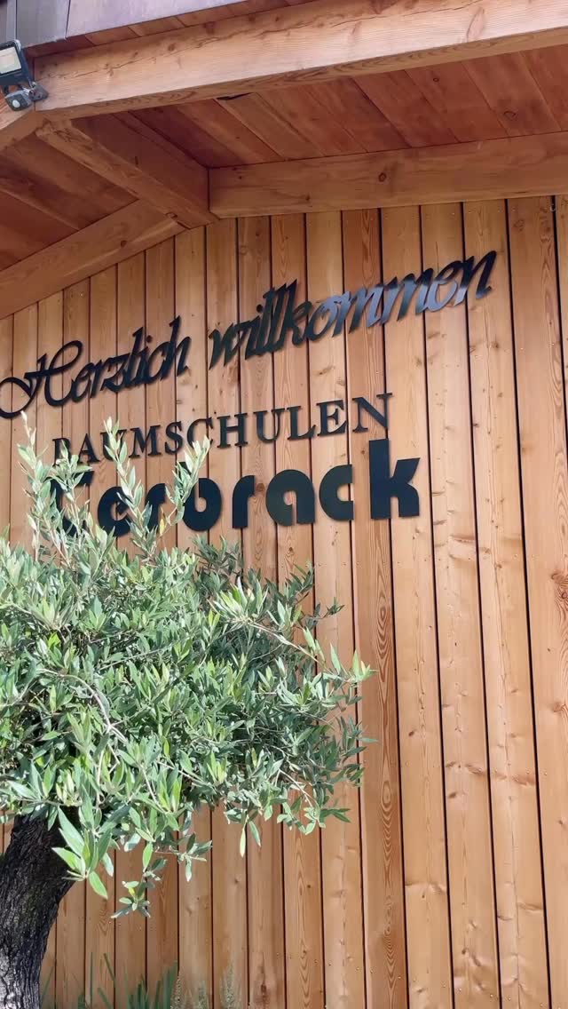 Der Sommer bei uns in der Baumschule ist mehr als farbenfroh. Überall blüht es und summt es 🌺🐝
Komm vorbei, auch zu dieser Jahreszeit kann man noch pflanzen oder sich Ideen suchen für größere Pflanzungen zum Herbst.
#baumschule #baumschulenterbrack #ahaus #gronau #vreden #stadtlohn #heek #ochtrup #boomkwekerij #enschede #nursery #ausbildung #pflanzenfachberater #gärtner #stauden #sommer #garten #echinacea #amelanchier #hydrangea #phlox #olive #olivetree #sonnenhut #rudbeckia #allium