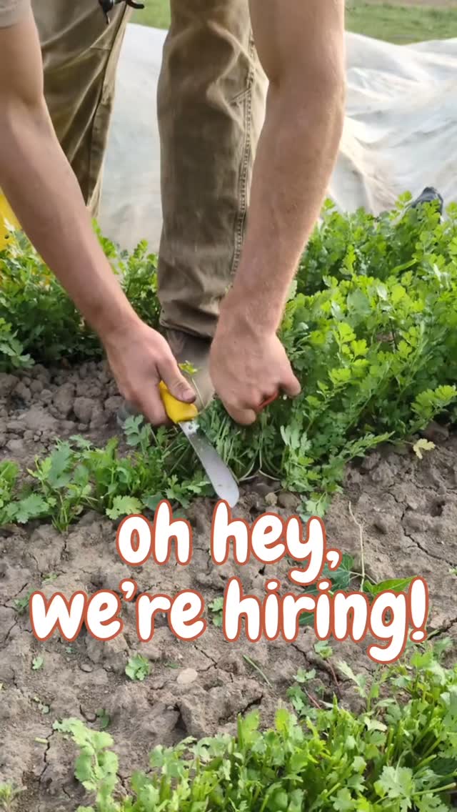 We're seeking a great person to help us finish out the season!
Get in touch if you:
✔️ Are fast, focused, and strong
✔️ Love working outdoors
✔️ Can work full time through the end of the season (late November)
Find more details at threecreeksproduce.com/join-our-team