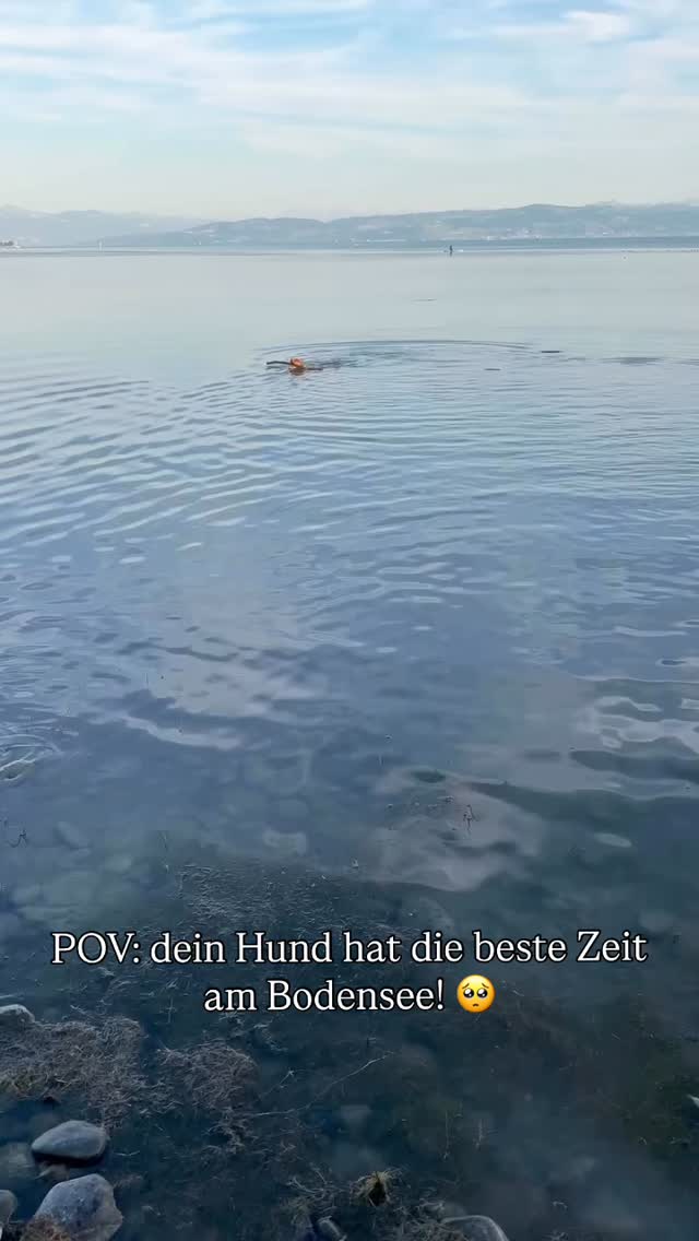 #traumhundeurlaub #hundefreundlichreisen #bodenseemithund #bodenseeliebe #dogtravel #wandernmithund #hundeglück #fellnasenontour #hundeurlaub #reisenmithund