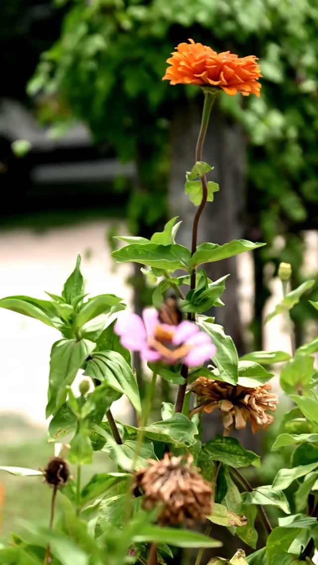 Jenny and Doug purchased Full Moon Inn to have little place of Heaven, for their guests to enjoy.
Little did they know, it would turn into a place of refuge, a place to call home away from home for Search and Rescue/Recovery, a place to feed these men and women working tirelessly with all that their bodies could give to search for the missing.
Early on, I felt convicted to serve, I just didn't know in what capacity that looked like. My intention was to create more, way more than what I did to continue to help draw donations in, but God had other plans and used everyone's skills and gifts differently.
I didn't get much footage, but I got enough to hopefully show you how special and anointed this place is.
Even through hard days, these men and women were able to come rest and fellowship with each other.
I told my friends that I did not have to capacity to be welcoming, warming, greeting and creating relationships with everyone as they came, but they have these amazing gifts that helped these people feel home and seek comfort. And I'm- so glad God led them here for that.
It was beautifully synergistic to see so many people come together for the greater good, to serve with their gifts and abilities to make everything flow.
Some of us could manage, some of us could cook, some of us could organize, some of us could comfort, some of us could clean, some of us could search and have the mental ability to see and do hard things.
This group has helped house about 650 rescue/recovery and first responders. Feed over 2000 meals. And mend countless hearts.
This is still a piece of heaven. Brothers and sisters serving and equipping each other to glorify God.
Love God. Love your neighbor.
My heart is full.
Jenny and Doug, thank you for leading the charge and allowing us to serve along side of you. It was an honor be with each and every one.