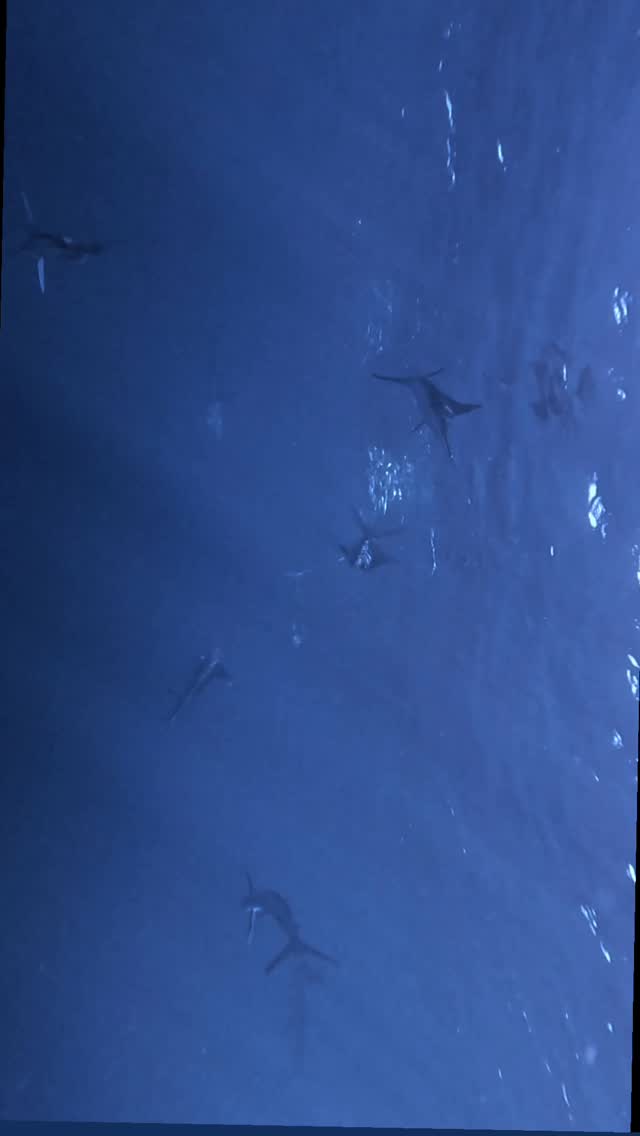 🐟 Nada está escrito en el mar…
Un destello, una persecución, naturaleza en su máxima expresión.
🎣 Temporada 2025
🌊 Carrera de la Sardina Mexicana
📍 Bahía Magdalena, BCS
✨ Reserva tu lugar con Murillos Bros Adventours
#CarreraDeLaSardina #MarlinRayado #MagBay2025 #MurillosBros #SafariMarino #TurismoDeNaturaleza #BajaCaliforniaSur #AventuraÉpica