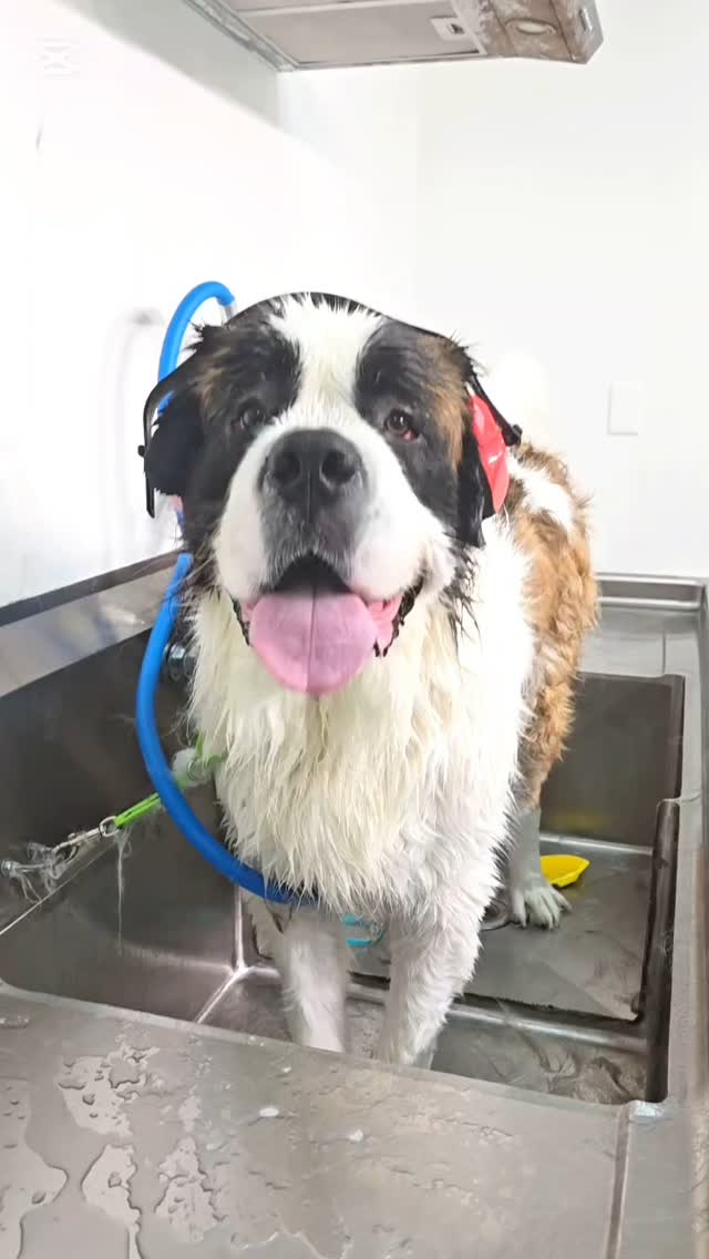 Mr Bruno, sweet and huge Saint Bernard, came to me for deshedding grooming
#petgroomingvancouver #tsawwassensprings #tsawwassen #tsawwassenmills #tsawwassenisawesome #tsawwassenbc #tsawwassenrealestate #tsawwassenportraitphotographer #tsawwassenfirstnation #ladner #ladnervillage #ladnerbusiness #ladnerzeczy #ladnerrealestate #ladnerphotographer #ladnervillagemarket #ladnerdogs #ladnerdogwalker #tsawwassendogs #tsawwassendogwalker #tsawwassendogsitter