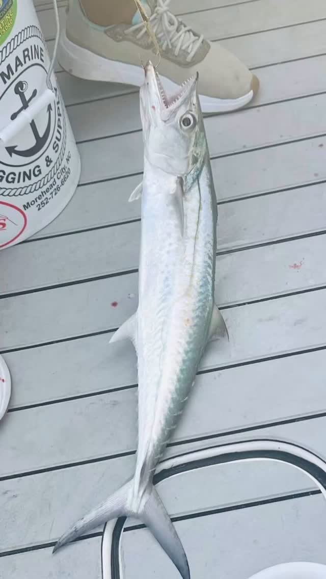 Fun Fact: You can tell a small king mackerel from a Spanish mackerel by looking at their spotted style! Spanish mackerel have bright yellow spots all along their sides, while young king mackerels don’t have spots, just a clean, silvery body.
Also, if you peek at their first dorsal fin, the Spanish mackerel’s is black at the front, while the king’s is all gray!
Let’s see your King Mackerel, list the weight and size. 🎣
#fishing #fish #fishinglife #catchandrelease #bassfishing
#outdoors #nature #angler #kingmackerel #kingfish #offshorefishing #deepseafishing
#tuna #mahi #wahoo #kingfish