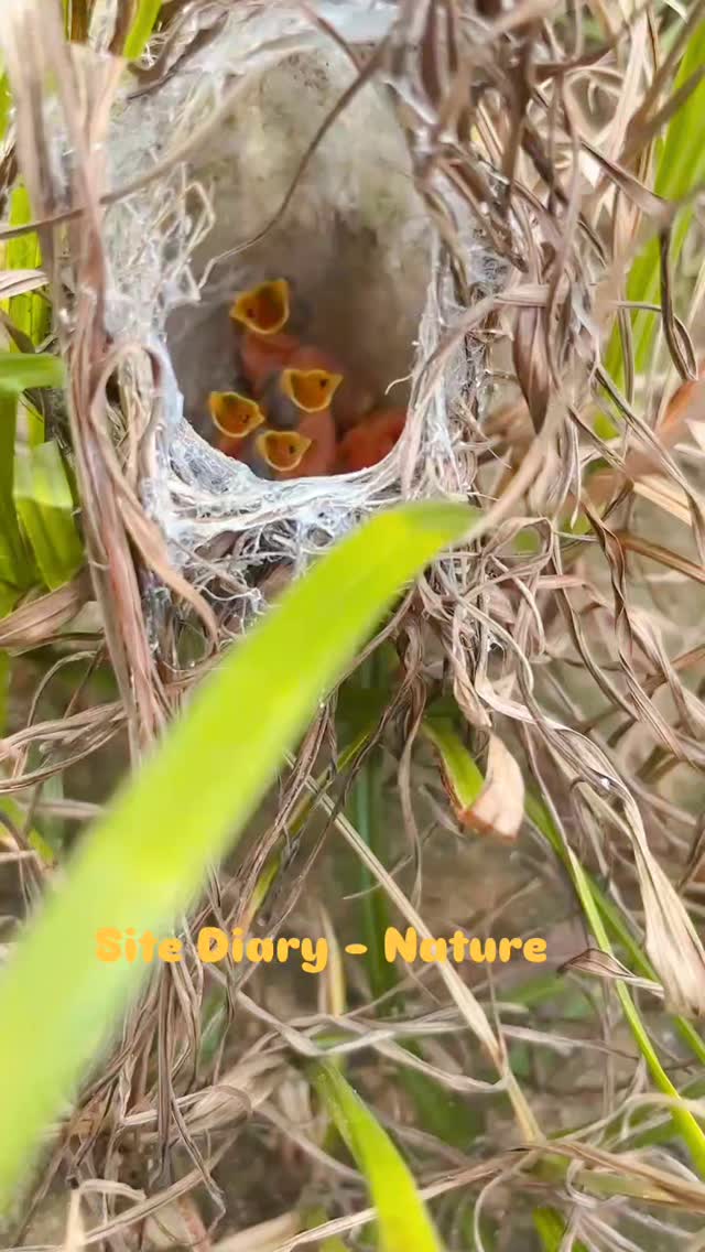 Found these little babies near the project location.. we made sure not to disturb them...