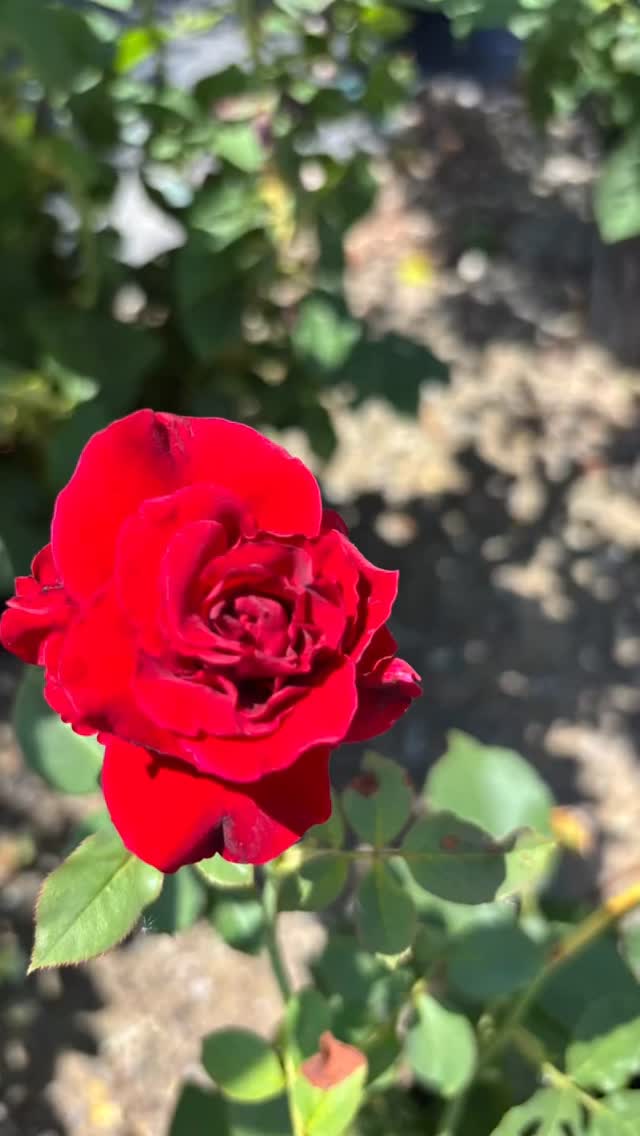 🌹 Roses are in full bloom at Massab Acres! 🌹�There’s nothing quite like the classic beauty and fragrance of roses in your landscape. From vibrant reds to soft pinks and creamy whites, these timeless blooms add color, texture, and a sweet scent that makes every yard feel like a garden oasis. 🌸✨
💥 Surprise Sale – 20% OFF ALL ROSES!�Whether you’re refreshing your flower beds or creating a stunning centerpiece for your garden, now’s the perfect time to grab your favorites. But hurry — this sale won’t last forever!
Come explore our greenhouse and let us help you pick the perfect roses for your home — we’re proud to be your local, family-run source for landscaping and garden beauty.
🌹 #learnwithshayna�🌹 #everyrosehasathorn�🌹 #stopandsmelltheroses�🌹 #massabacres�🌹 #rosesale�🌹 #landscapedesign�🌹 #taylorMIlandscaping�🌹 #greenhouseflowers�🌹 #michiganlandscaping�🌹 #flowergardens�🌹 #localgreenhouse�🌹 #landscapeinspiration�🌹 #supportsmallbusiness
Tag a friend who needs more flowers in their life! 💐 Poison