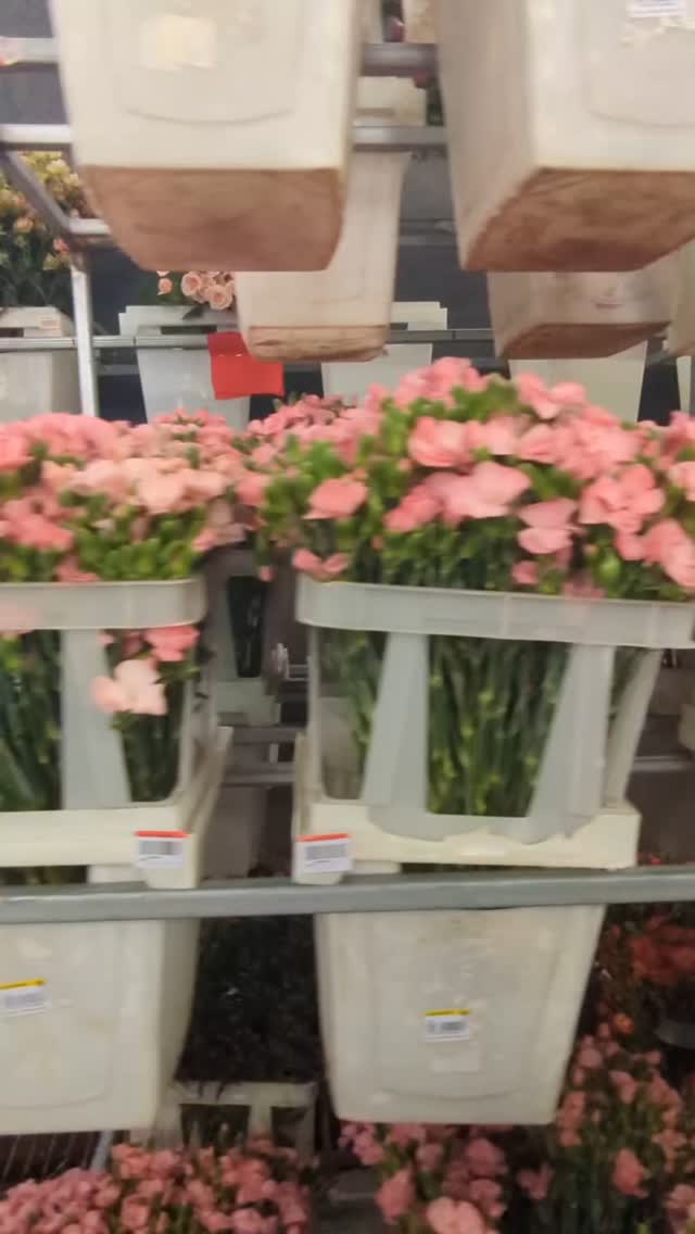 Behind every smile, every 'I love you,' every celebration... there's magic happening in the fields. 🌸 From seed to stem, our flowers carry stories of dedication, passion, and pure love. This is where the world's most beautiful blooms begin their journey to your heart.
#ecuadorysusflores #theflowersofecuador #thebestroses