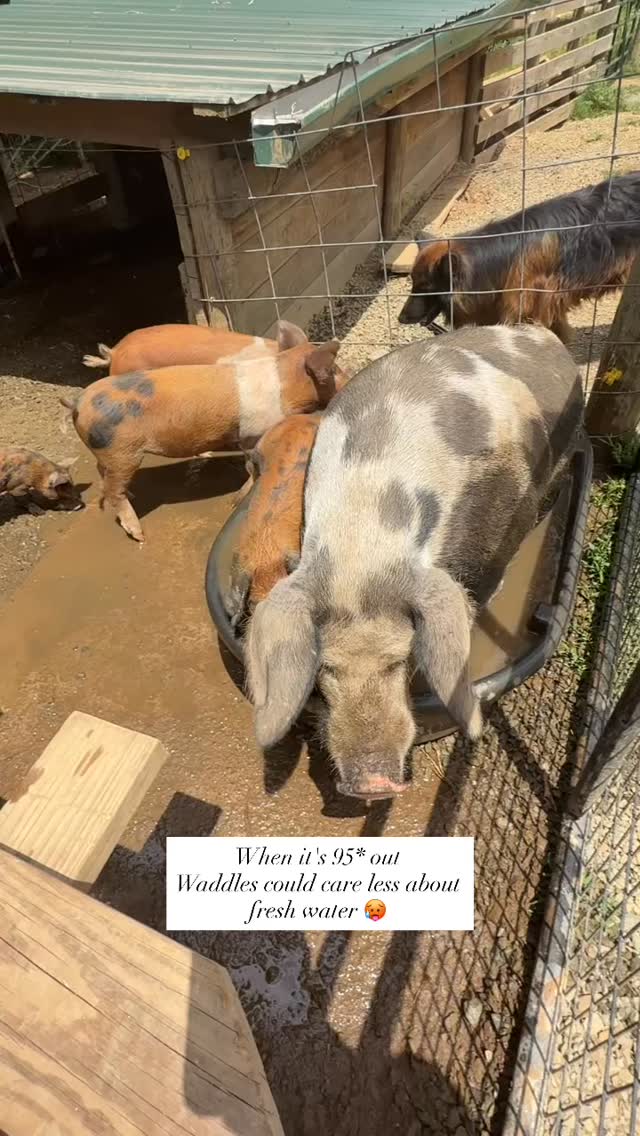 Summer heat calls for a splash in the drinking trough 🙄
#farm #farmanimals #farmlife #animals #homestead #homesteading #homesteadlife #farming #animal #hog #pig #hotday