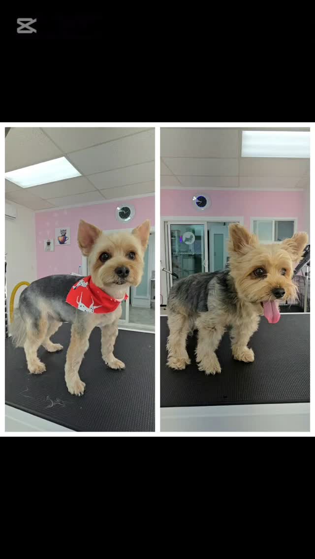 Stella, sweet girl #tsawwassen #petgroomingvancouver #pergroomingsalon #catgrooming #groomingcanada #doggroomer #groomingcanada #doggroomer #groomingvancouver #groomersdog #groomingbc #petgroomingvancouver #ladner #ladnervillage #ładnerzeczy #ladnerbusiness #ladnerartist #ladnerphotographer #tsawwassensprings #tsawwassenmills #tsawwassenisawesome #tsawwassencommons