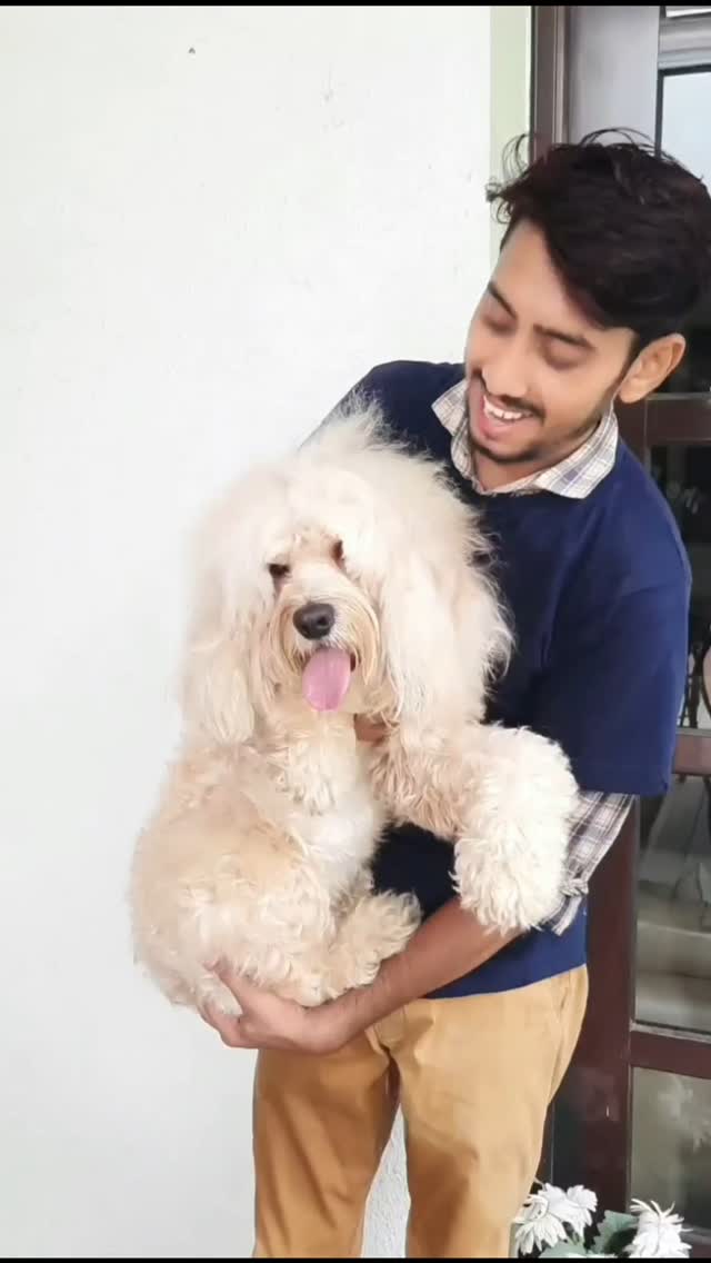 Maltipoo get ready to groom