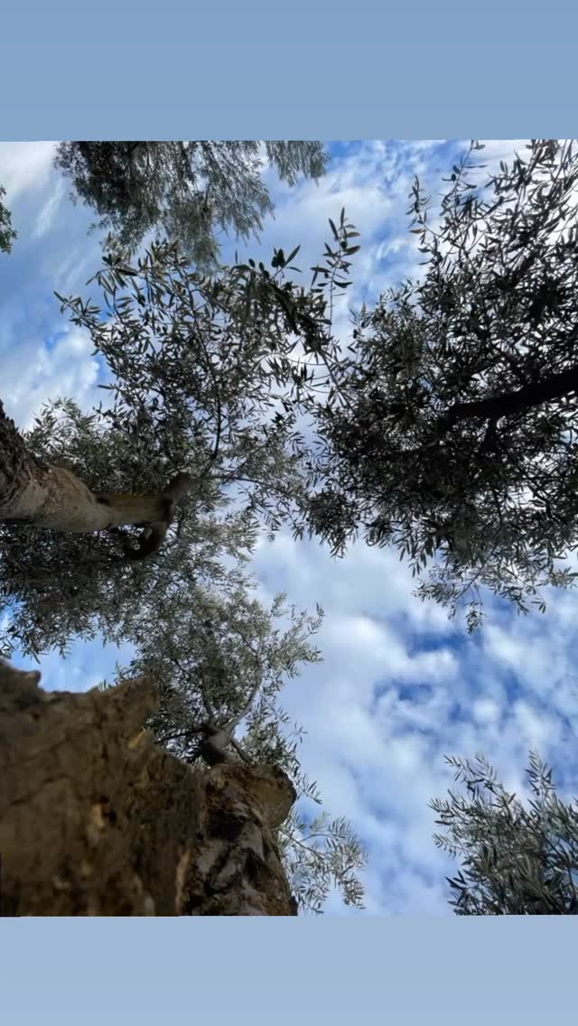 Onder de Spaanse zon, omringd door onze prachtige olijfbomen. Voel je de energie? En terwijl je geniet van dit uitzicht: waarom denk je dat je in het midden van een olijfboomgaard ‘open’ moet kunnen staan? Een hint: het heeft alles te maken met de kwaliteit van onze olijfolie! ☀️#extraviergeolijfolie #olijfolie #vraagvanvandaag