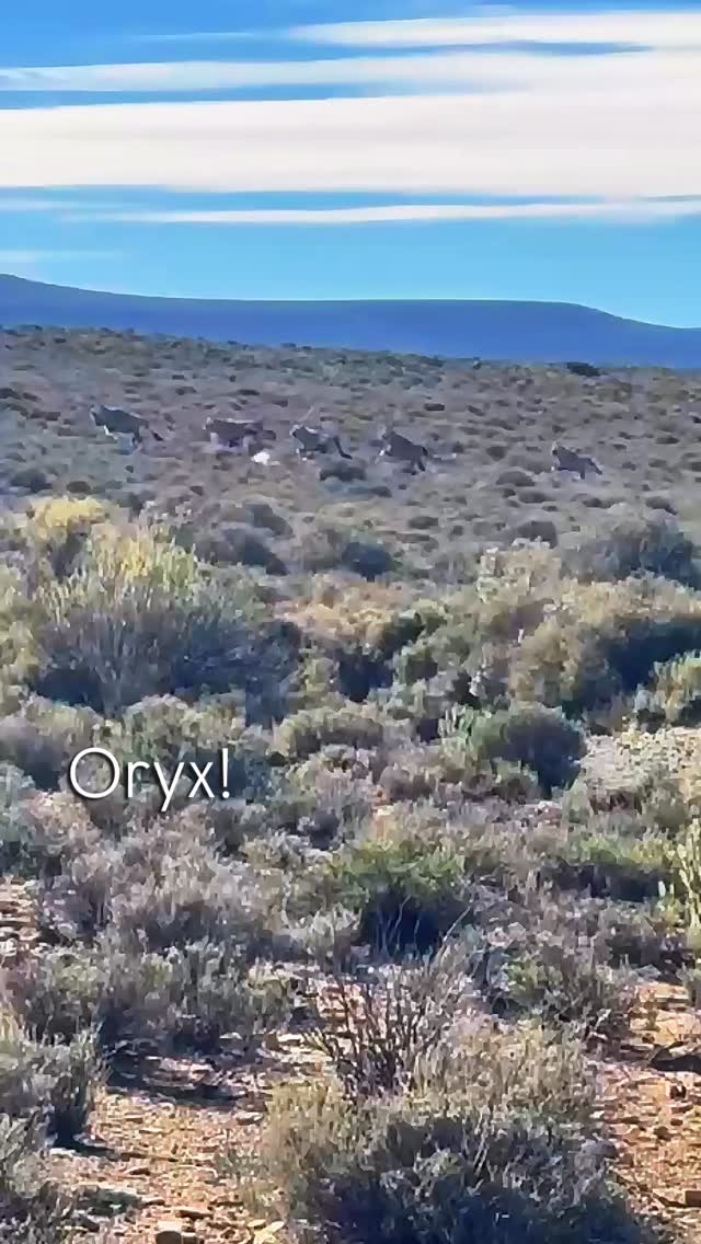You are guaranteed to see Springbok when you visit us, but if you are lucky you might spot some Oryx. We don’t see them often as they tend to stay from human activity and in areas where there are more succulents and other plants they like to feast on.
With their striking horns and calm presence, oryx are some of the most resilient animals out here. They’re built for desert life, able to go without water for long stretches by pulling moisture from the plants they eat and regulating their body temperature to stay cool.
Have ever seen an Oryx in the wild?
#luxuryecotravel #darkskyreserve #travelsouthafrica #karoo #karoolife #karooaccommodation #hikingadventures #hikingsouthafrica #cheetahconservation #cheetah #sustainabletravel #stargazing #astrophotography #sutherland #astronomylover #wideopenspaces #natureescape #nightphotography #nightsky #astronomy #thisissouthafrica