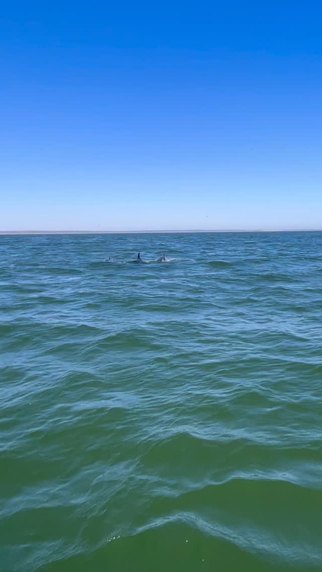 Dicen que cuando algo extraordinario se vuelve cotidiano…
dejamos de verlo como lo que es.
Nacimos en el mar, rodeados de tesoros.
Delfines, ballenas, manglares, atardeceres.
Todo eso estuvo ahí desde siempre.
Pero crecer viéndolo a diario… a veces te hace olvidarlo.
Hoy, intentamos mirar distinto.
No porque hayamos cambiado de raíz,
sino porque ahora entendemos el valor de lo que siempre estuvo frente a nosotros.
🎣🐬
De pescadores a prestadores de experiencias.
Seguimos siendo del mar,
solo que ahora lo compartimos… con ojos nuevos.
🌊
Murillos Bros Adventours
Bahía Magdalena, como nunca la habías visto.
#MurillosBros #BahíaMagdalena #TurismoConSentido #CambioDePerspectiva #Delfines #DelMarSomos #TurismoResponsable #EcoturismoBCS