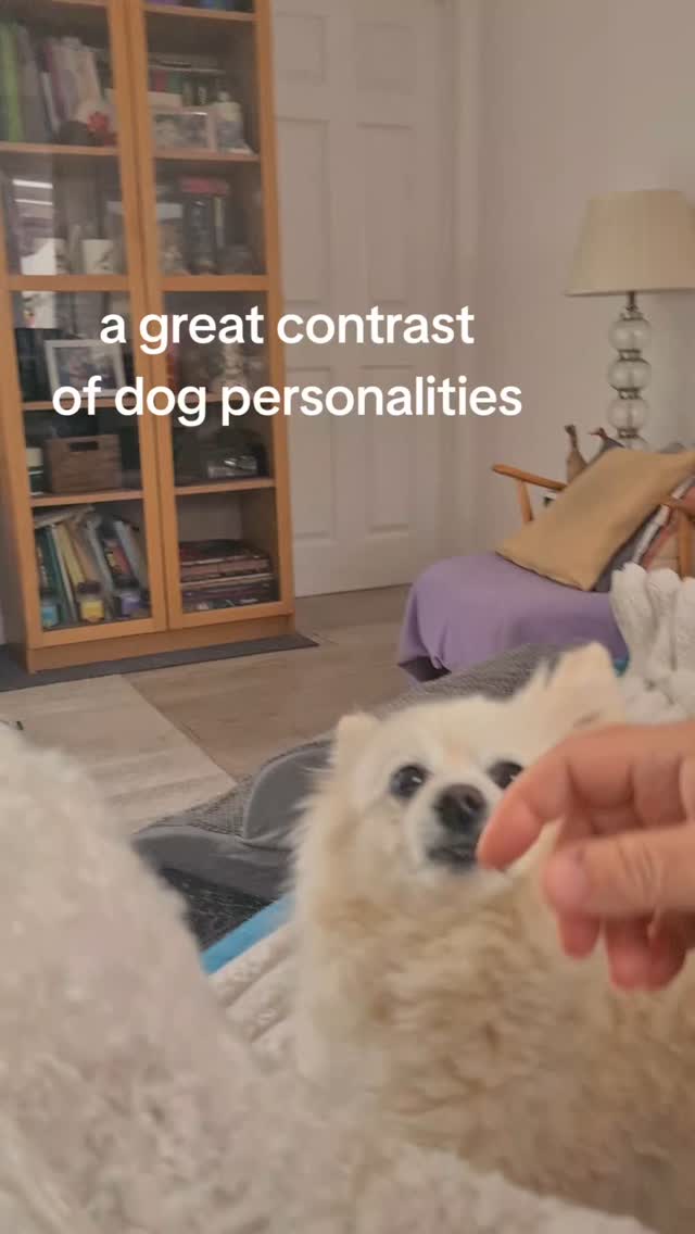 They all ha e their own personalities, and I love discovering them when they stay with me π
#dogboarding #dogdaycare #staffordshire #hednesford #dog #dogsofinstagram #dogsitting