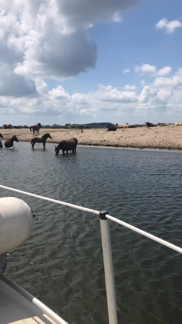 DELTA DU DANUBE
Sensation grisante que de naviguer à la voile sur des petits canaux et d’apercevoir tout près des chevaux sauvages.
Dernière ligne droite avant la Mer Noire …
#mernoire #chevaux #danube #sailingboat #delta #timayou