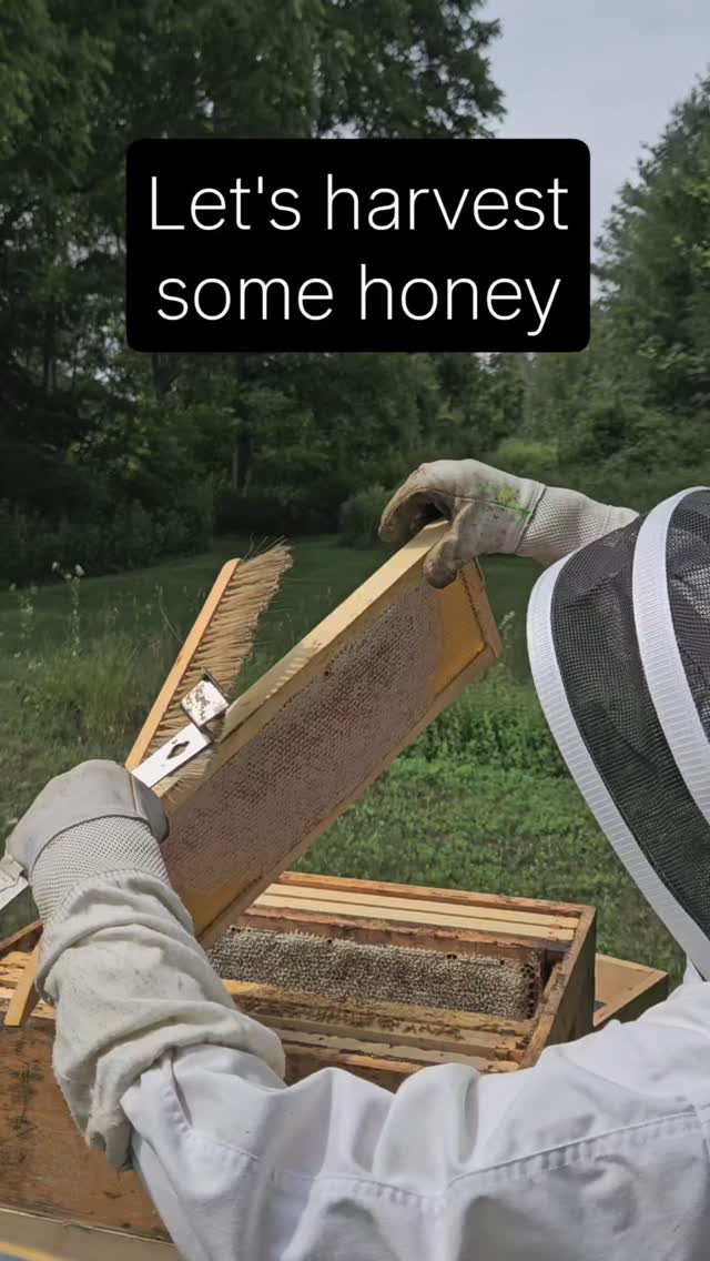 ✨ Liquid Gold, One Frame at a Time ✨
July is for honey — soft spring blossoms captured in every golden drop. 🐝🌸
All month long, we’re harvesting in tiny, mindful batches, letting the bees lead the rhythm. Each jar tells a story of wildflowers, clover, and quiet mornings in the apiary.
From the hum of the hive to the swirl of the extractor to the final pour — this is spring honey, raw and unfiltered, just as the bees made it.
🌼 Limited spring harvest now available
📍 Porch pickup in Mississauga
🛒 DM to claim yours while it lasts
#WoodlandBees #SpringHoney #RawAndReal #HiveToJar #BeeSeason #SmallBatchHarvest #OntarioHoney #PureHoneyLove #GoldenMoment #NatureInAJar
#HoneyHarvest
#smallbatchhoney
#purelocalhoney
#breadandhoney
#shopmississauga
#farmersofontario
#localontarioharvest
#localfood
#honeylover
#canadianhoney
#pureontariohoney