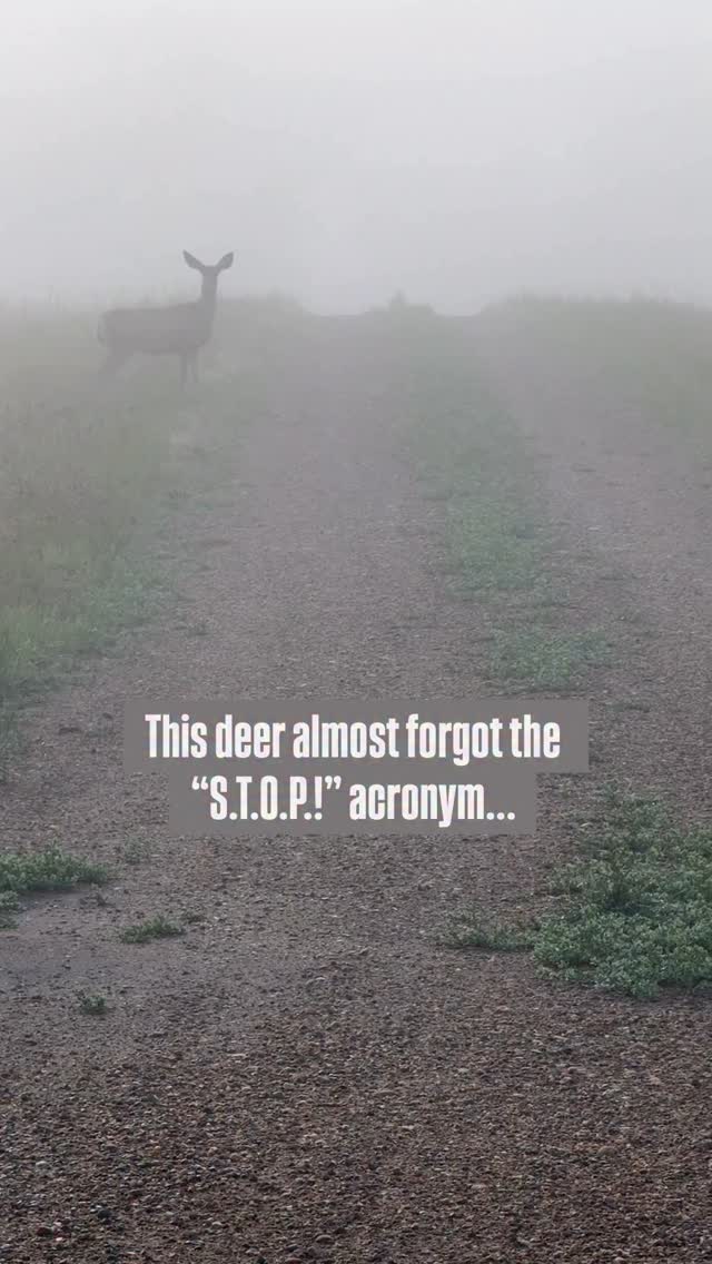 Deer caught in headlights? Not you 🫵
Even in the wild, the S.T.O.P acronym (Sit, Think, Observe, Plan, and Act!) is a lifesaver! Just like this cautious deer, taking a moment to assess the situation before reacting can save you from a sticky situation.
He didn’t just blindly jump; he observed the fence, thought about his options, and planned a better approach.
This isn’t just for navigating fences! 😅 In any emergency or tough decision, remember that you don’t need to act right away. It’s far better to follow the S.T.O.P.! acronym so you’re making sound, informed choices instead of rushed decisions.
What’s a time S.T.O.P.! has helped you out of a jam? Share in the comments!
#survivalskills #outdooreducation #survivaltips #wildlife #naturelessons #stop #lifelessons #lifetips #wildernesssurvival #survivaltools #preparedness #emergencytips #landbased #share