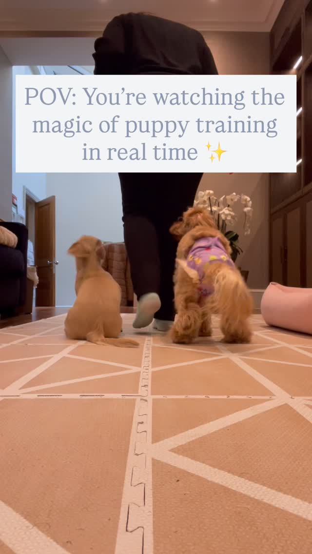 The biggest puppy training myth?
It’s all about obedience.
Training is about focus, teamwork & connection , even when things get messy, wiggly or hormonal 😂
In this “cross and sit” exercise, you’ll see one puppy nails it… while the other takes more time. And that’s totally normal!😉
✨ What my clients actually get:
✅ Force-free methods tailored to their pup’s personality
✅ Clear communication between human + dog
✅ Real-life training for busy homes & cities
✅ Confidence for both you AND your pup
✅ Professional guidance through the messy learning process
I celebrate every small victory while patiently guiding each dog to success. You get a well-behaved companion AND a deeper, more joyful relationship 💕
Training takes time and dedication but the results are worth it. Every moment of chaos becomes part of the journey 🐾
🎯 Ready to transform your puppy experience?DM me to book your discovery call
#LondonDogTrainer #PuppyTrainingLondon #PuppyProgress #RealLifeDogTraining #ForceFreeTrining #PuppyExpert #DogBehavior #PuppyLife