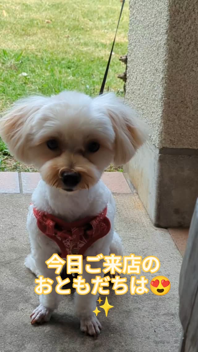 【わんこもにゃんこも一緒ごはん🐾】
本日のお客様は…
✨そら君✨
7組目のワンちゃんご一緒お客様!
にっこり笑顔でテラス席ランチにご参加🍽️
お店のスタッフも癒されました〜💕
道の駅みなまた「たけんこ」は
ペットと一緒にごはんが楽しめるお席をご用意しています🐕🐈
「また来るね〜♪」って聞こえた気がしたよ😊
📍熊本・水俣市 道の駅みなまた
#たけんこ #水俣ランチ #犬と一緒にごはん #そら君 #わんこもにゃんこもたけんこ #ペットとお出かけ #道の駅グルメ #テラス席OK