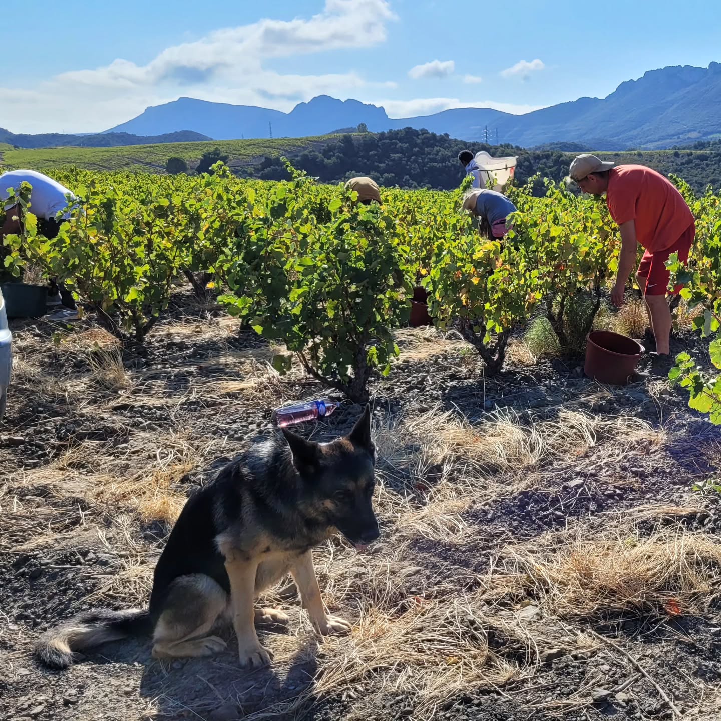 VENDANGES 2025
recherche vendangeurs pour compléter l équipe, cueillette le matin, démarrage dernière semaine d août à confirmer. Me contacter sur contact@domainelatoupie.fr