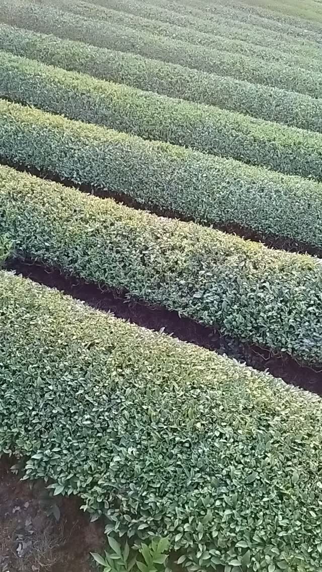#teafarm #JapanTravel