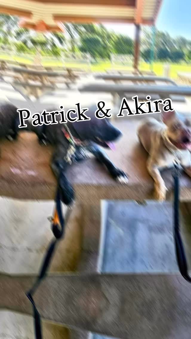 Patrick & Akira
This was Akira’s last training session with me until her 2-week out follow up. Patrick joined in on this one. They both had many 🪿🦆 trying to distract them but both did so good!
Thank you to @_beelee6 for the perfect key chain too! Absolutely love it! #IMakeSitHappen ❤️
#abetterpetdogtraining #lasvegasdogtrainer #dogtrainingsessions #dogreels #dogsoflasvegas #vegasdogs #explore #fypシ #dogtrainingvideos #dogtrainerlasvegas #akira #patrick #mustlovedogs #doglife #dogtrainingfun