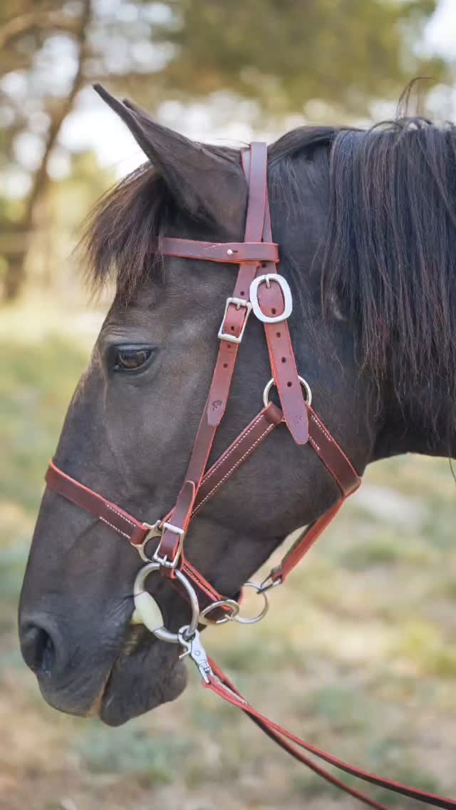 🎥✨ NOUVEAUTÉ : Le bridon-licol 2 en 1 by L’Atelier du Haras ✨🎥
Découvrez en images notre tout dernier modèle de bridon-licol artisanal 🐴
Pensé pour le confort du cheval et la praticité au quotidien, ce bridon se transforme facilement en licol… et inversement !
🔹 Fabrication 100% artisanale dans notre atelier
🔹 Cuir pleine fleur haut de gamme
🔹 Bouclerie inox
🔹 Finitions soignées & personnalisables
Idéal pour les cavaliers exigeants qui veulent allier élégance, simplicité et fonctionnalité 🤎
📩 Pour plus d’infos ou une commande sur-mesure, contactez-nous en message privé ou via notre site !
#BridonLicol #ArtisanSellier #latelierduharas #ÉquipementÉquin #CuirArtisanal #FaitMainAvecPassion #Cheval #BridonCuir #LicolCuir #MatérielÉquitation #TackMadeWithLove #HorseTack #HorseGear #EquestrianStyle #HorseLife #ÉquitationFrançaise #savoirfaireartisanal