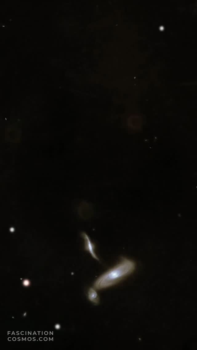 Trio in Virgo ARP286
Dieses Trio im Sternbild Virgo, zu deutsch „Jungfrau“ ist ein gravitativer Hotspot: Drei Galaxien, die einander unerbittlich anziehen, sich in Millionen von Jahren verformten. Die Bezeichnung ARP 286 umfasst alle drei Galaxien, etwa 70 Millionen Lichtjahre entfernt, als das Licht für diese Aufnahme seine Reise antrat, da stampften bei uns noch die Dinosaurier durch die Wälder ...
Katalogtechnisch spricht man bei der zentralen und größten Galaxie von NGC 5566, eine prächtige Balkengalaxie, die hier schwerkraftmäßig das Sagen hat und etwa 1,5 mal größer als unsere Milchstraße ist. Darüber die kleinere NGC 5569 und rechts davon die NGC 5560 mit ihrem ausgeprägten Gravitationsschweif. Das sind Nebel und Sterne samt ihren Planeten, die die Schwerkraft der großen zentralen Galaxie Stück für Stück absaugt und es der eigenen Galaxie einverleibt.
Belichtet mit 82 LRGB Aufnahmen mit je 240 Sekunden, in Summe etwa 5,5 Stunden Aufnahmezeit. Aufnahme in meiner Gartensternwarte mit Lacerta 12", 1200mm, f/4, QHY268M Monokamera mit 7 Filtern, QHY OAG-Nachführung mit ASI-174MM-Mono-Nachführkamera und mit einem SestoSenso2-Fokusser, alle auf einer Celestron CGX montiert. Mit Astro Pixel Prozessor, Pixinsight, Adobe PhotoShop verarbeitet und das Bild als Video animiert und vertont.
Bitte gerne meine Post weiterleiten ! Jedwede andere Art von Kopien oder Nutzung nur mit ausdrücklicher Erlaubnis des Copyright Inhabers. Bestellung von Kopien und Bildern gerne unter https://photo-portal.shop/profiles/fascinationcosmos.com/#/ oder per Nachricht an mich.
#fascinationcosmos #faszinationkosmos #franzrettenbacher #astrophotography #astrofotografie #astrophoto #astrofoto #deepsky #astronomie #astronomy #amateurastrophotography #qhy268m #CelestronCGX #deepspace #ARP296 #TrioInVirgo