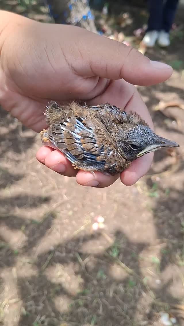 ¡Así es que puedes ayudar un polluelo caído del nido!
#educacionambiental #aves