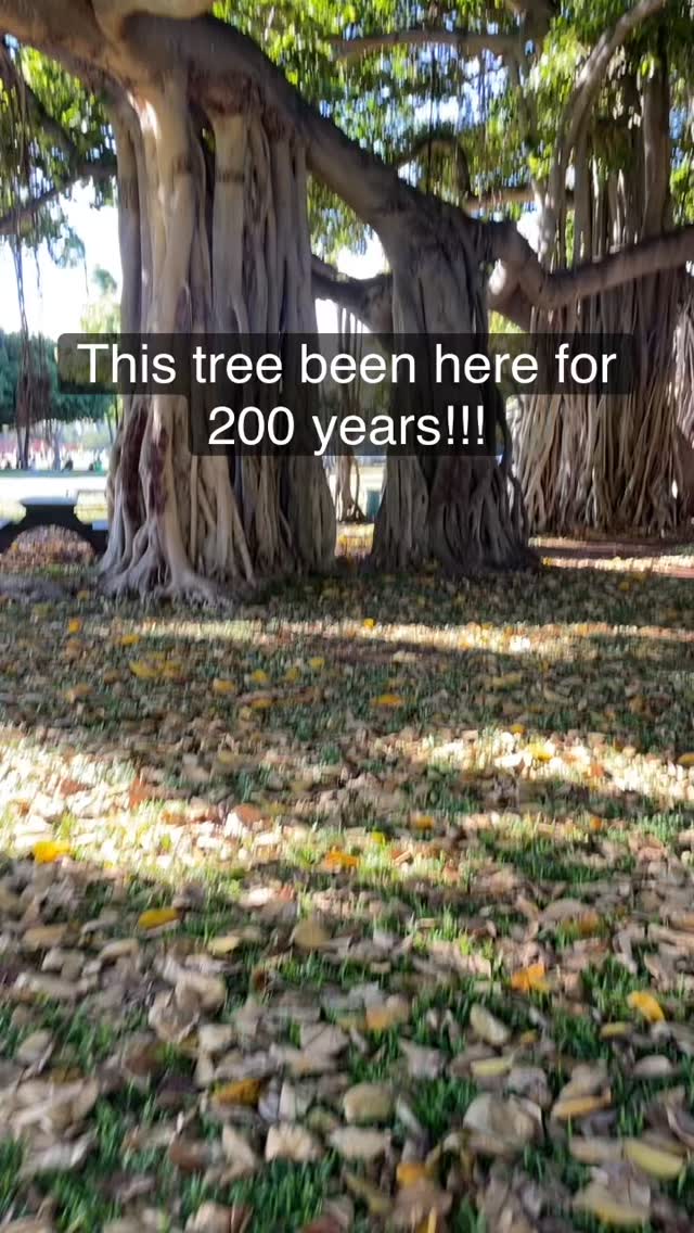 My new record is out & people are loving it! Don’t forget to check it out.
#singersongwriter #songwriter #americana #altfolk #livemusic #oahu #folkrock #pacificrecords #banyontree #tree #oldtree