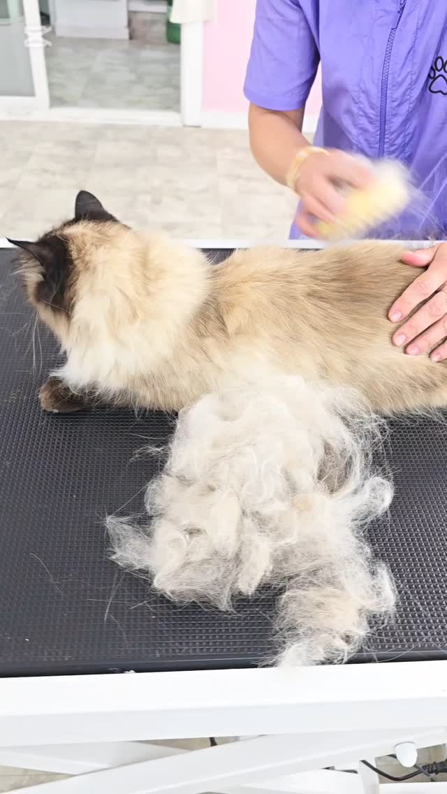 It's a shedding season! Tuula came to us for brushing))) 😻#tsawwassen #groomingcanada #pergroomingsalon #petgroomingvancouver #doggroomer #catgrooming #groomingday #groomersdog #ladner #tsawwassensprings #ladnervillage #tsawwassenmills #ladnerbusiness #tsawwassen #ladnerrealestate #ladnerphotographer #tsawwassenportraitphotographer #tsawwassenfirstnation #tsawwassenferryterminal #tsawwassendogwalker #ladnerdogwalker #ladnerdogsitter