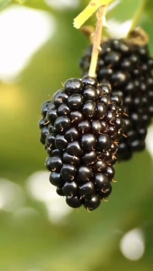 Frisch gepflückt, bald tiefgekühlt: Aus diesen Brombeeren entsteht unser neues Sorbet. Pur, fruchtig, hausgemacht. Jetzt auch online erhältlich. 😊