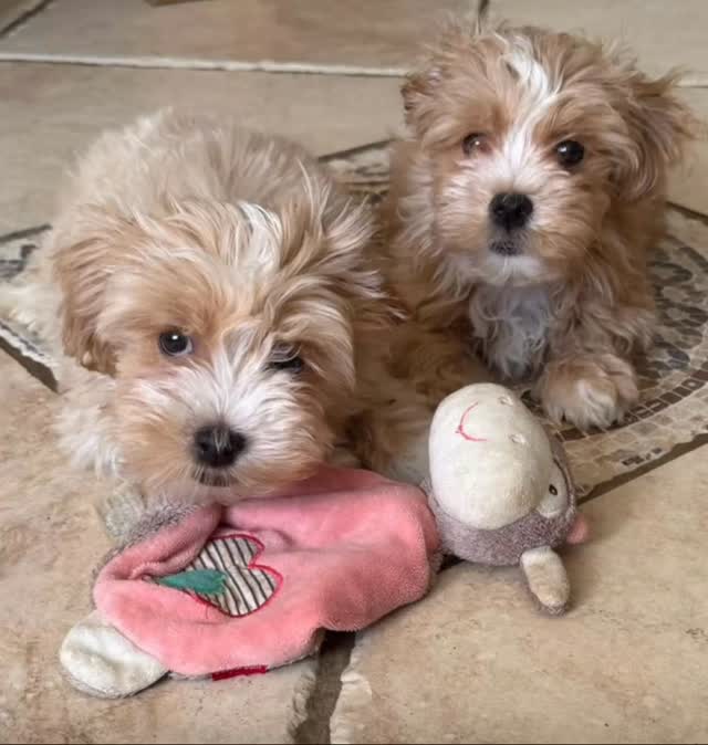 Spielen, spielen, spielen…….schönes Welpenleben