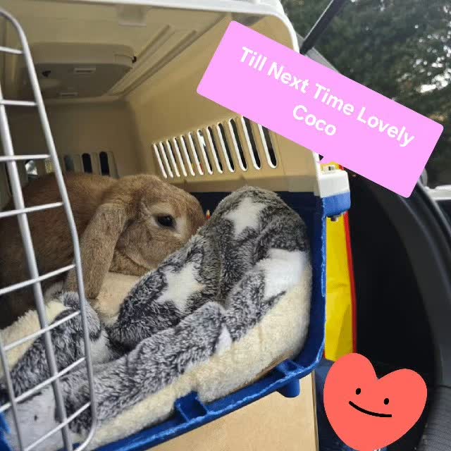Till Next Time beautiful Coco, she was drop at her house using the bunny sitters dropp off service, she was very happy and safe during our trip! We are already missing you!! See you soon sweet heart โค๏ธ ๐ฐ#thecoolbunnysitters #rabbitsitting #petsitting #bunnylovers #bunnysitting #bunny #rabbit #petcare #petcare #petcareservices
