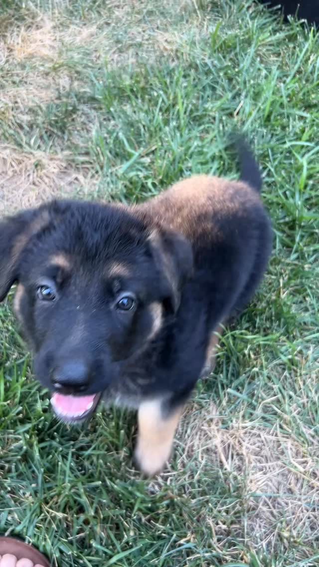 Learning to communicate with humans by showing nice manners and sitting politely and communicating with dogs, listening and knowing when to stop 🥰 also allowing humans to open their mouths and feel their teeth without being rough with the people skin (that one will take some time!)