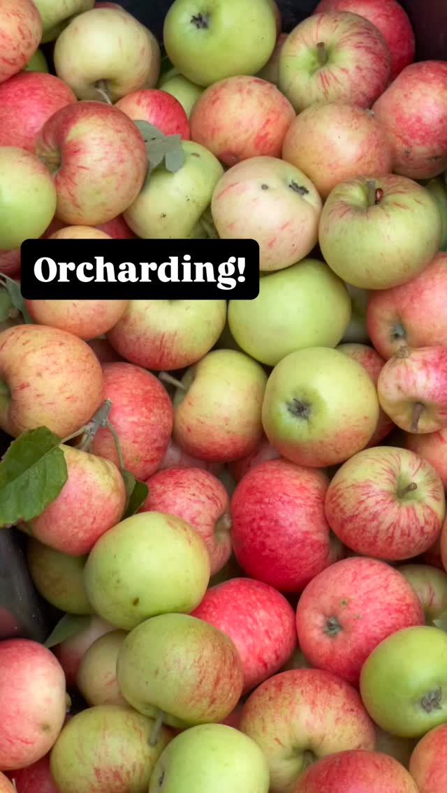 At Orchard Barns, we’ve been picking some early apples, followed by a plum job! #orchard #eastsussex #ruralretreats #luxurystay #holidaylet