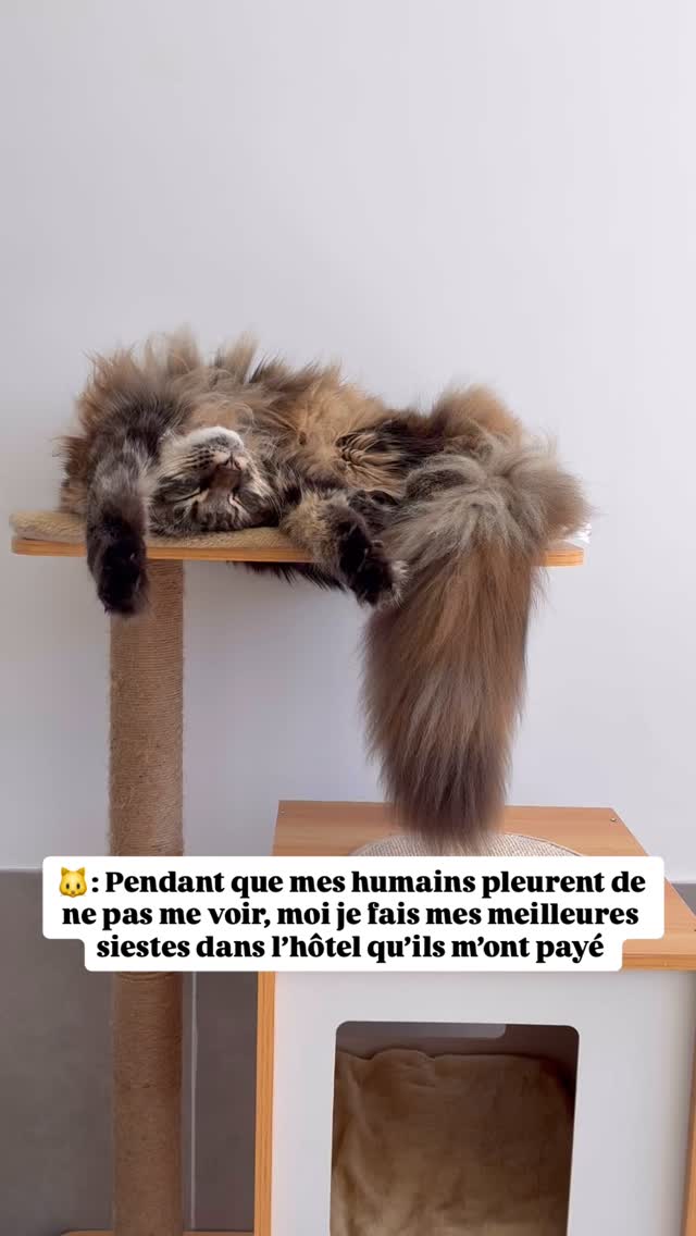 Finalement tout le monde est en vacances 😎
#larecreduchat #aixenprovence #pensionpourchats #aixmaville #chat #hotelpourchat #letholonet #hotelpourchats #passionchat #cat #cats_of_instagram #catlover