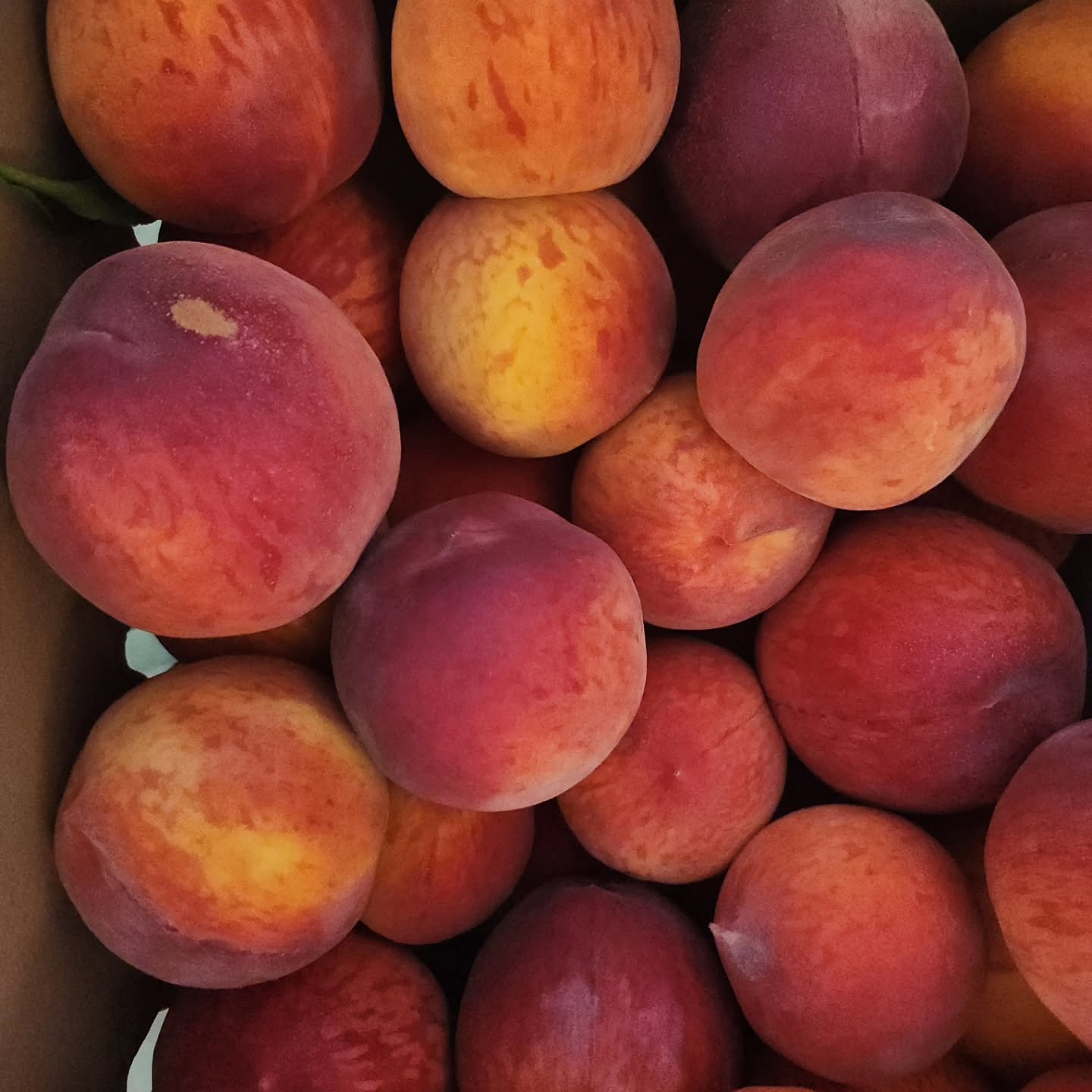 The Farm Stand is OPEN today from 2-6! We now have cling and freestone PEACHES, bi-color and white SWEET CORN, BLACKBERRIES, as well as cantaloupe, green peppers, cukes, and zucchini. You 8 can pick your own blackberries! We accept cash, card, and checks. Open Wednesday-Saturday 12-6 and other times by appointment.