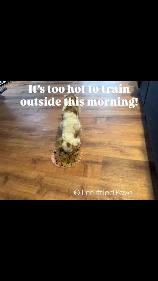 When the temps soar, we get creative 🧠❄️ Eloise, a sweet 8-month-old spaniel mix, is working her way through a lick mat to stay cool, calm, and enriched on this super hot day. If we’d had the time to freeze it in advance, it would’ve lasted even longer — but she’s still loving every minute of it!
Lick mats are more than just a fun treat delivery system — they’re one of our favorite tools for fulfillment and calm behavior. Here’s why we love them:
• 🧘♀️ Promotes calm by releasing feel-good endorphins
• 🧩 Provides mental enrichment and problem-solving
• 🐌 Slows down eating to aid digestion
• ✂️ Great distraction during grooming or vet visits
• 🦷 Supports oral health by encouraging natural saliva production
Eloise is here on a three-week board and train booked through Wag Mates Academy and being trained exclusively through positive reinforcement at Unruffled Paws. We’re laying the foundation for a confident, fulfilled, and well-mannered young pup — even on the hottest days!
#UnruffledPaws #SpanielMix #LickMatLovers #DogEnrichment #BoardAndTrain #PositiveReinforcement #DogTrainingJourney #WagMatesAcademy #PuppyDevelopment #CoolingDown #EnrichmentForDogs #HotWeatherTips #LickMatTherapy #DogDaysOfSummer