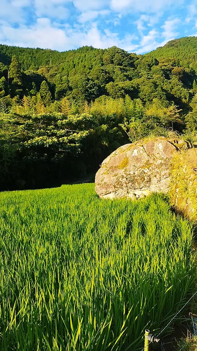 Walking through the terraced fields,
where every step feels like a journey into timeless Japan.
#WalkingInJapan #日本を歩く
#TerracedBeauty #棚田の美しさ
#SlowTravelMoments #スロートラベルの時間
#HiddenJapan #隠れた日本