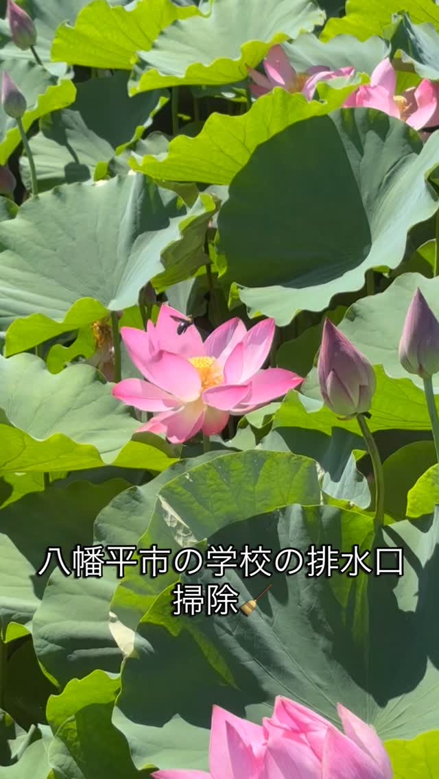 #ハウスクリーニング #遺品整理弘光 #八幡平市 #蓮#レインボーハス園 #生前整理 #盛岡市 #双頭蓮