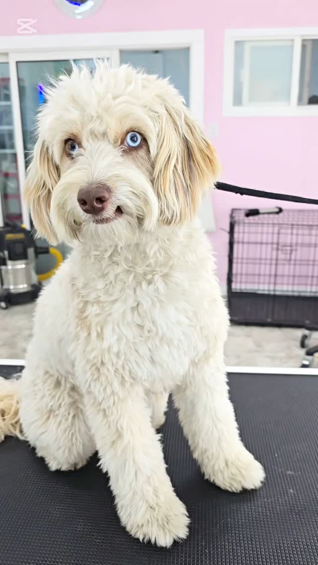 Cute little puppy, Frankie 😍
#tsawwassen #tsawwassensprings #ladner #tsawwassenmills #ladnervillage #tsawwassen #ladnerbusiness #tsawwassenrealestate #ladnerzeczy #tsawwassenbc #ladnerrealestate #tsawwassenisawesome #ladnerphotographer #ladnervillagemarket #tsawwassenbusiness #tsawwassenferryterminal #tsawwassenfamilyphotos #ladnerdogwalker