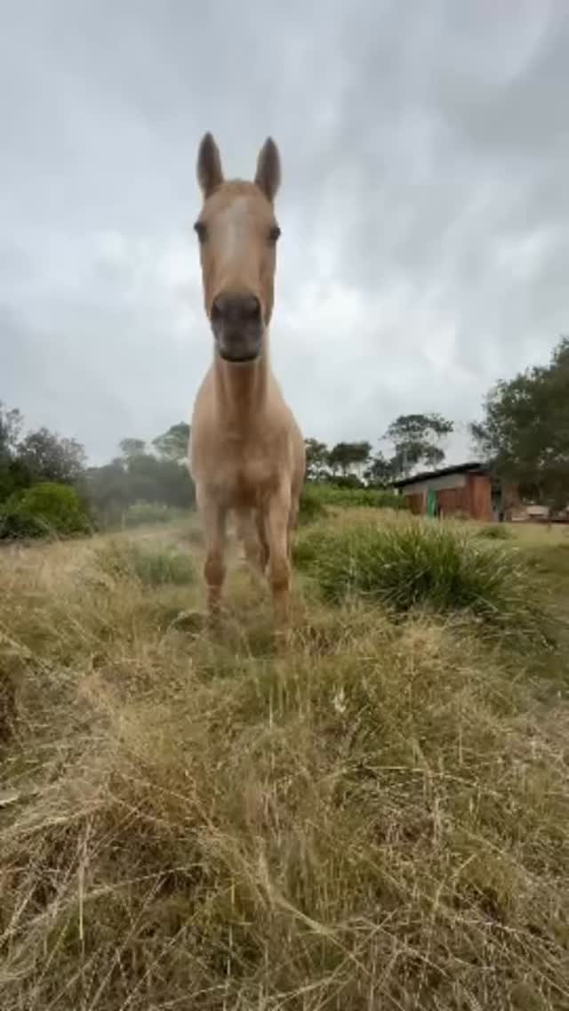 There’s something extraordinary about standing beside a horse—the way they see you, without judgment, and meet you exactly where you are. 🐴
✨ They calm the chaos. Horses sense our energy and invite us to slow down, breathe deeply, and let go of stress.
✨ They build confidence. Gently guiding a 500kg animal teaches clear boundaries, trust, and self-belief.
✨ They hold space for healing. Horses don’t care what you look like or what’s on your to-do list—they care about your heart.
✨ They reconnect you to YOU. In their quiet presence, women rediscover the parts of themselves that life’s demands often silence.
At Sugar Beach Ranch, equine therapy isn’t about riding or performance—it’s about being. It’s about stepping into a safe, natural space where you can feel grounded, supported, and seen.
🎥 @iamkiralove
Book your private session with @mwtherapyandtraining or as part of one of our Sweet Retreats @sugarbeachranch