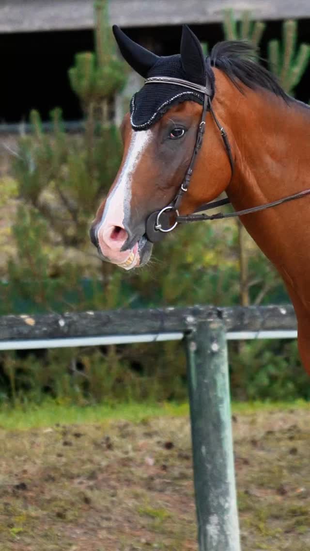 Solène et Hades qui signent un très joli sans faute dans la Pro 2 GP 1m30 de Fontainebleau by Cottard ✨
@ecurie__very__jump 🤝
#fontainebleau #horsejumping #grandparquet #cso #camsoagency #veryjump