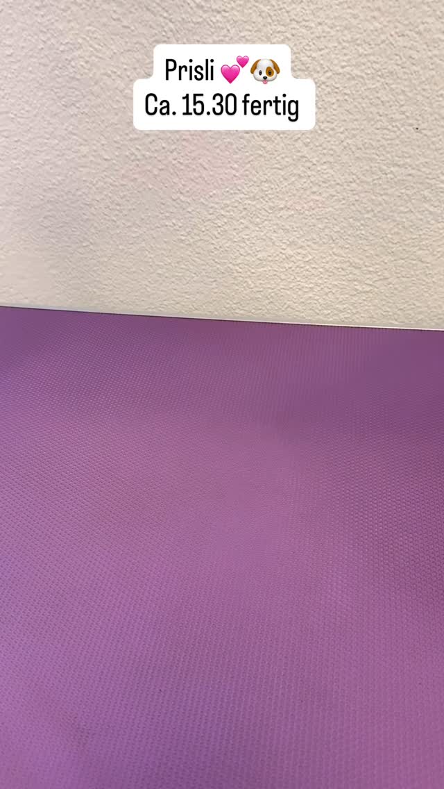 #grooming #hundesalon #luzern #grooming_luzern #hundesalonluzern #maltese #pudel #bolonka #schweiz