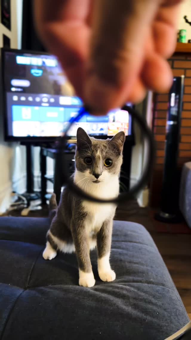 Ripley is hella smart. #cat #cats_of_instagram #cats