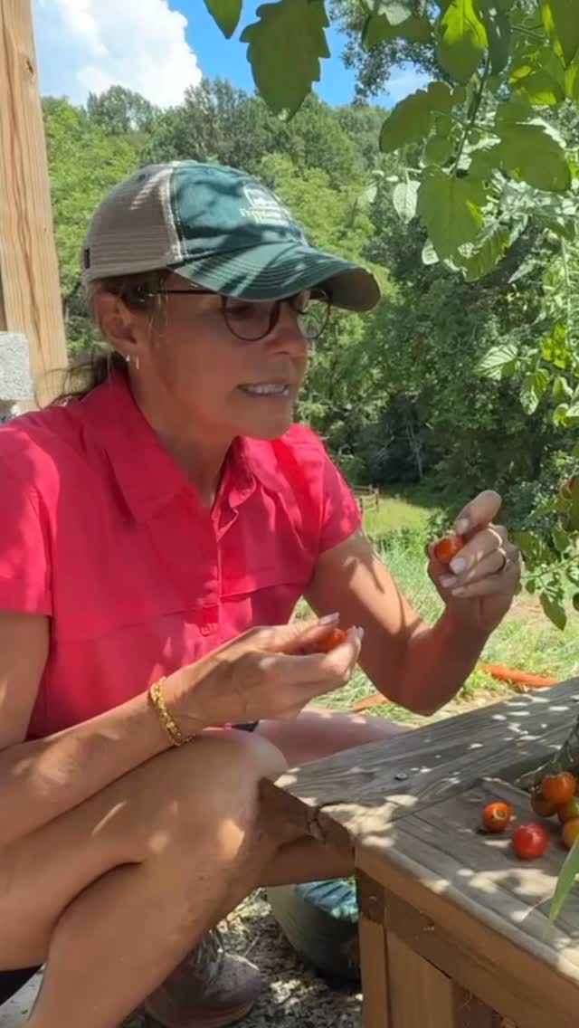 Home grown tomatoes, so YUMMY! 🍅
#homestead #farm #farmlife #homesteading #homesteadlife #farming #tomato #tomatoes🍅 #tomatoes #homegrown #homegrownfood #homegrownveggies