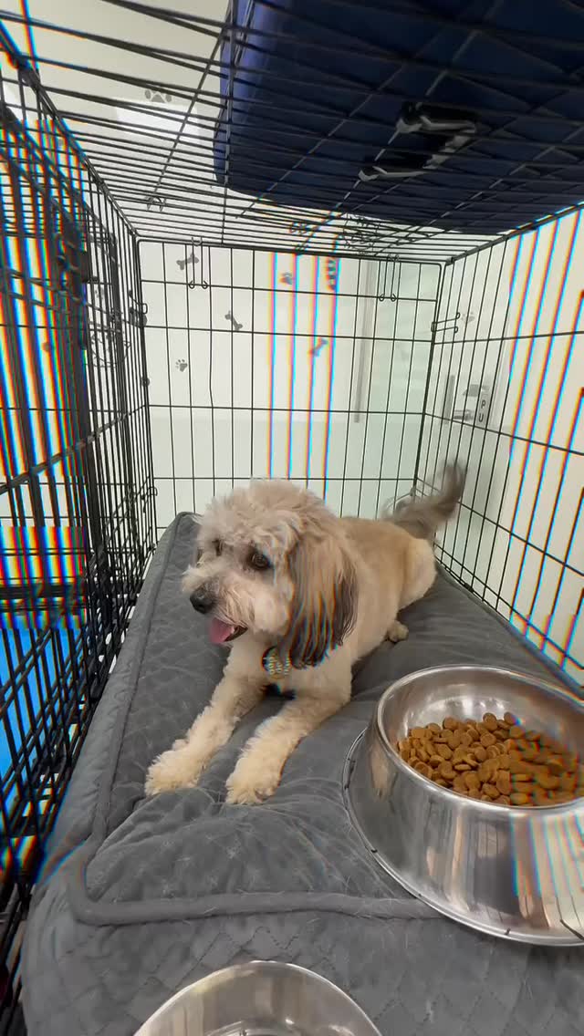 Fluffy Floof Day Care: Where every pet’s day is filled with play, cuddles, and care! Safe.
#fluffy #playtime #playing #dubai #day #daycare #pet #petcare #happy #friend #vibes